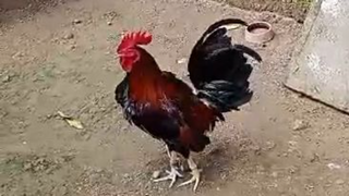 my gull in pampanga 16s video