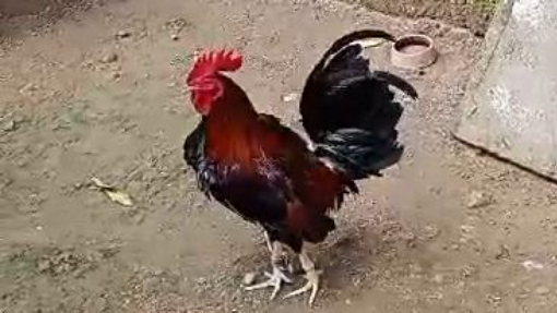 my gull in pampanga 16s video