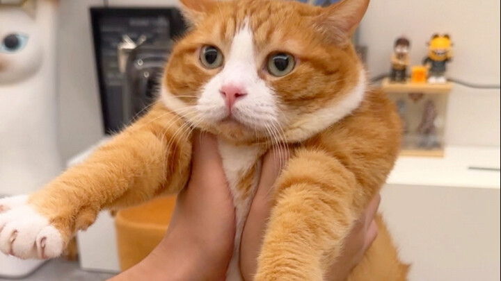 Konon kucing yang akan meringkuk saat digendong adalah kucing yang sangat keras kepala