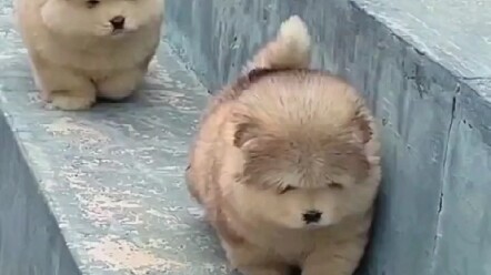 Chú Alaska ngốc nghếch