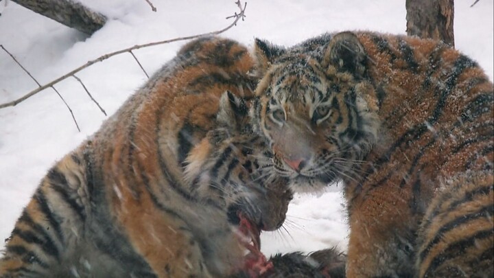 Big.Cat.Week.Russias.Wild.Tiger.2022.1080p.WEBRip.x264.AAC5.1-[YTS.MX]