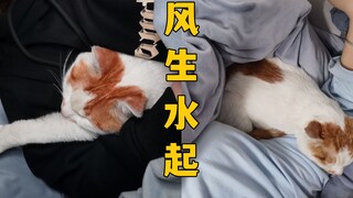 我家猫丢失后，在外面混的风生水起，花天酒地！