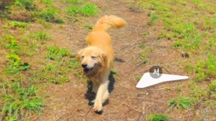 A little golden retriever spotted on the street-view map—there’s no world without puppies!