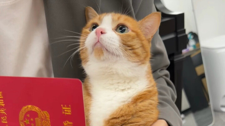 Người bố hợp pháp, giờ thì có thể hôn cô mèo nhỏ của bạn rồi!!