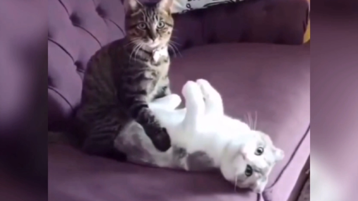 القط: أريد أن أكون مثيرًا، هل يمكنك الابتعاد قليلًا؟