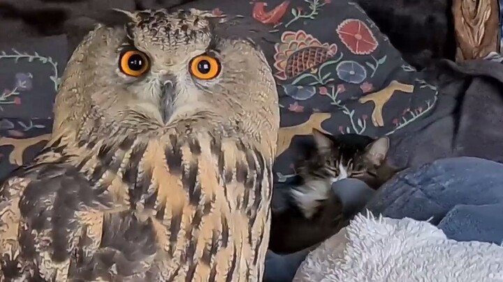 นกฮูกกับแมวแชร์เตียงเดียวกัน ทำเอาแมวเหงื่อแตกไปเลย!