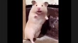 Animals' Cute Moments Video Clip
