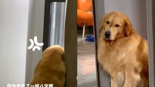 狗狗和女主人置气，趴在窗户口一天，主人表示这是个误会