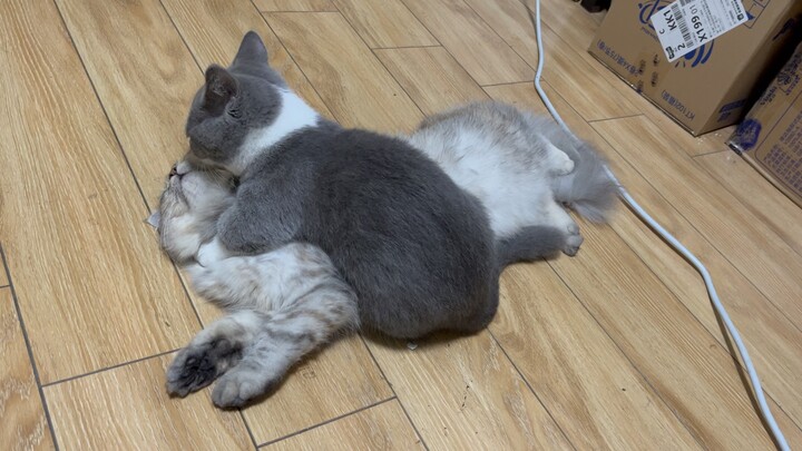 Động vật|Mèo cái động dục nhưng mèo đực lại quá nhỏ.