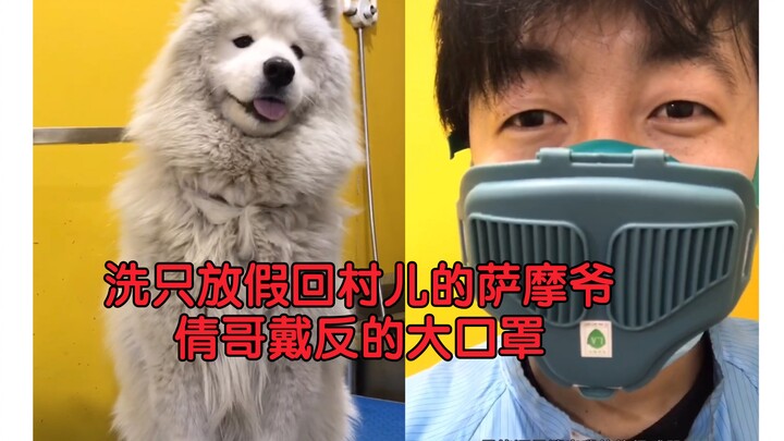 Washing the Samoyed lord who’s home for the holiday, while Brother Qian is wearing his mask inside o