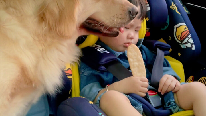 Recently, a golden retriever at Ms. Wang’s home in Heze, Shandong, got caught stealing and eating th