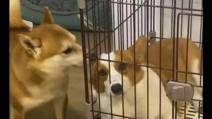 Corgi: I hate those jerks who have no sense of boundaries!