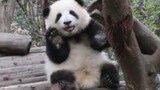【大熊猫和花】花花喝完药一直吧唧嘴，还向游客打招呼（210403）