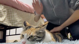 [Cat] Cat Butt-slap | Beginner Level to Giving Up at the End