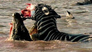 Crocodiles Bite The Face Off Zebra While Crossing Mara On A Safari In Kenya.