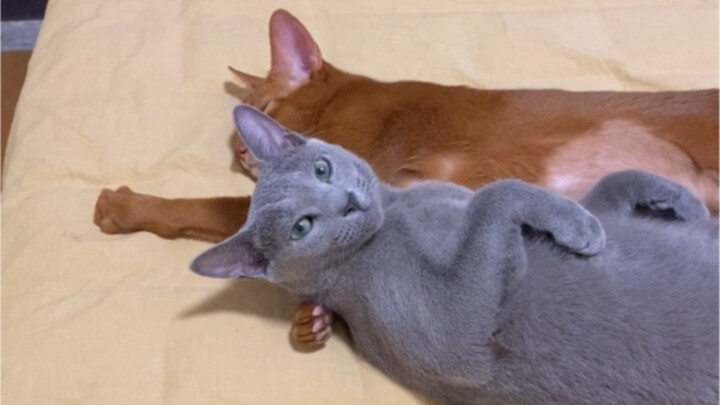 This is the most expensive skin I've ever bought...