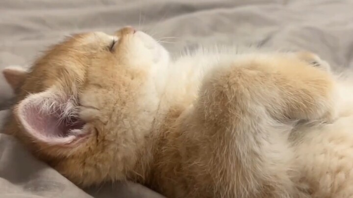 คุณเป็นแบบนี้แล้วดูน่าหลงใหลมาก รู้ไหมเจ้าแมวน้อย!