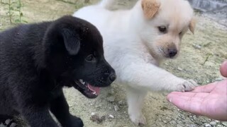 Sebenarnya aku cukup suka anjing kecil...