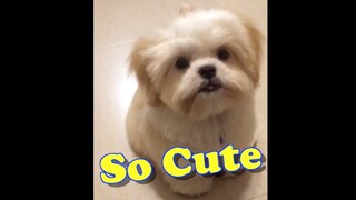 How to train a Shih tzu Puppy- Borgy's 3rd Day of Training