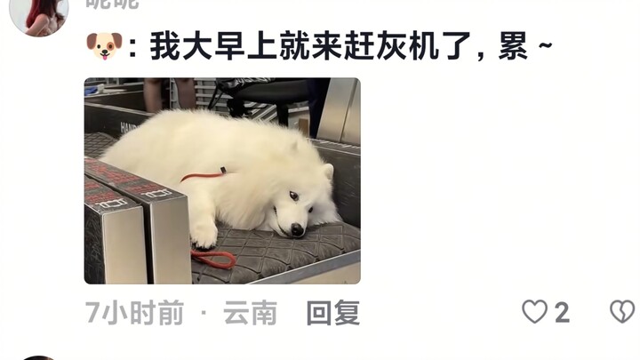 This dog just lies there, sending the flight attendants into adorable gushes of delight.