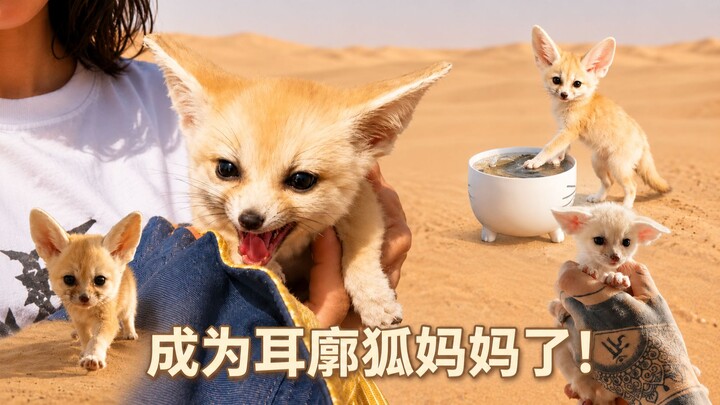 Menemukan seekor fennec fox di gurun, ini benar-benar seperti anak anjing bertelinga besar 😍