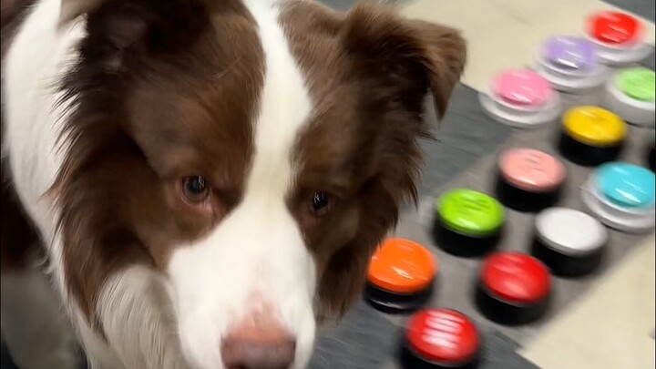 Dog-owning households probably all come up with their own secret code languages, right?