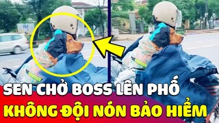 Phát hiện thanh niên ăn tết xong CHỞ BOSS trở lại thành phố nhưng không đội NÓN BẢO HIỂM 😅 Gâu Đần