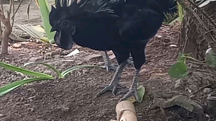 ayam cemani