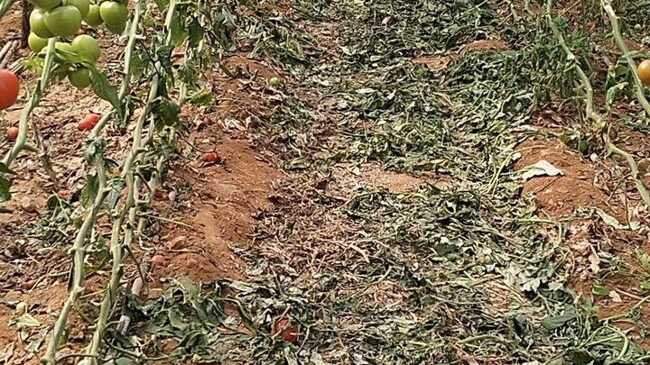 สวนมะเขือเทศ อิสราเอล🇮🇱🇹🇭🇮🇱🍅🍅