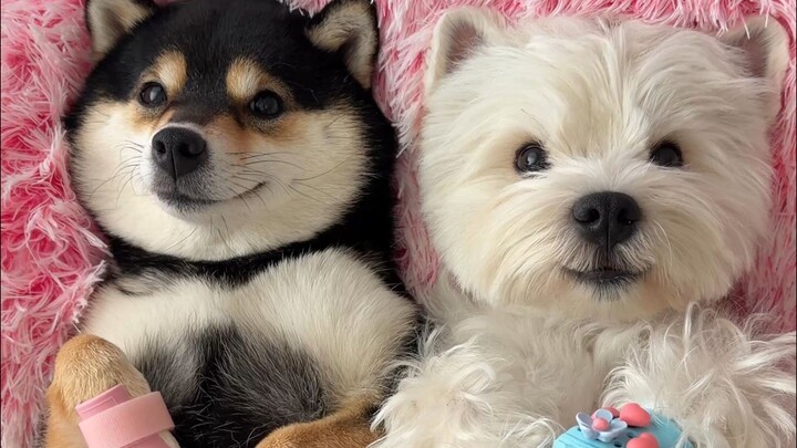 Hari ini menyembuhkan hati: Hari SPA Anak Anjing Berjas Hujan～