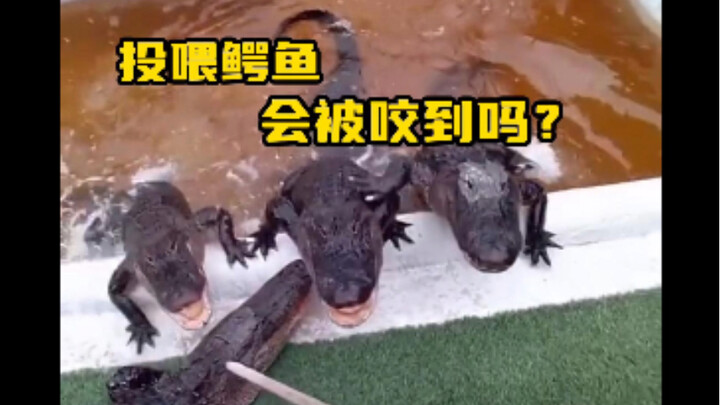 Will you get bitten if you feed a crocodile? And what else should you pay attention to?