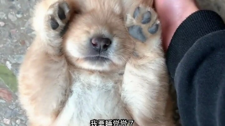 Pastoral dogs are really cute when they are young