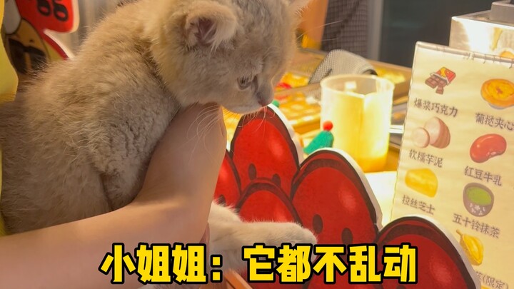 Mèo con trải nghiệm 100 nghề: Mèo con làm bánh trứng / Đỉnh cao dạn dĩ của mèo sữa (chống nạnh)