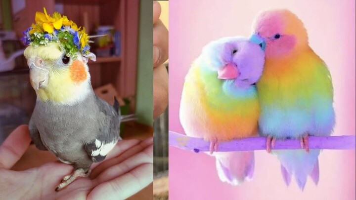 Cute and funny pet (P5) | 👉 Cute Parrots Doing Funny Things 💖 2020