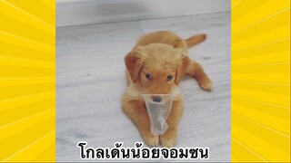สัตว์เลี้ยงเพื่อนขนปุย : โกลเด้นน้อยจอมซน
