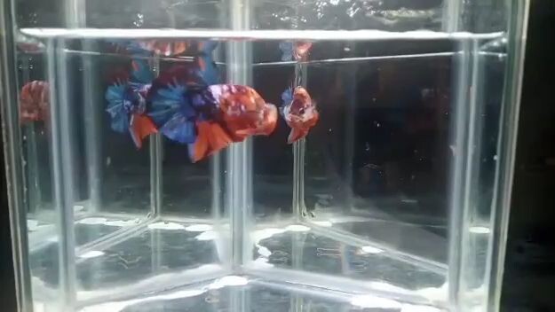 multi nemo hpmk betta II