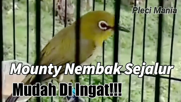 Masteran Pleci Monty Agar Nembak paling di Cari!!!