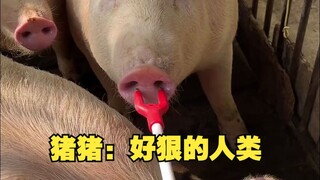 猪猪：人类好狠