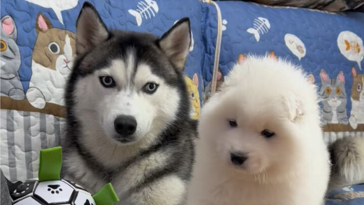 We're having a second child, Shen Daidai!