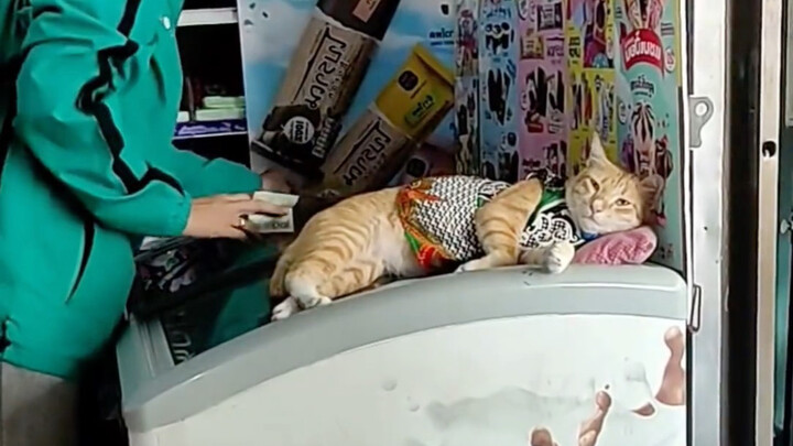 Saat cuaca panas, kucing itu bersembunyi di sebuah toko swalayan untuk menyejukkan diri, dan pemilik