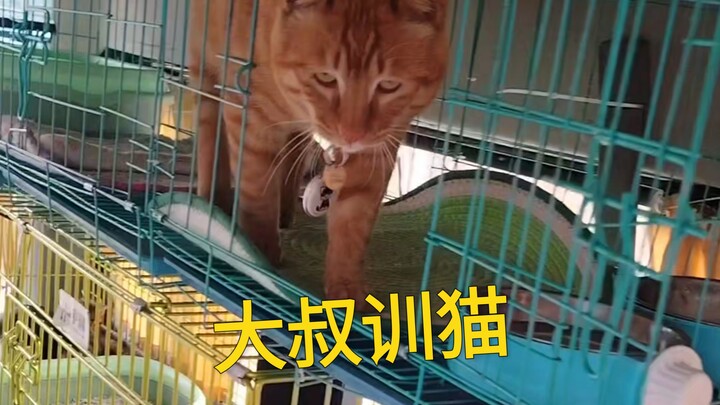 Chú bác dạy mèo