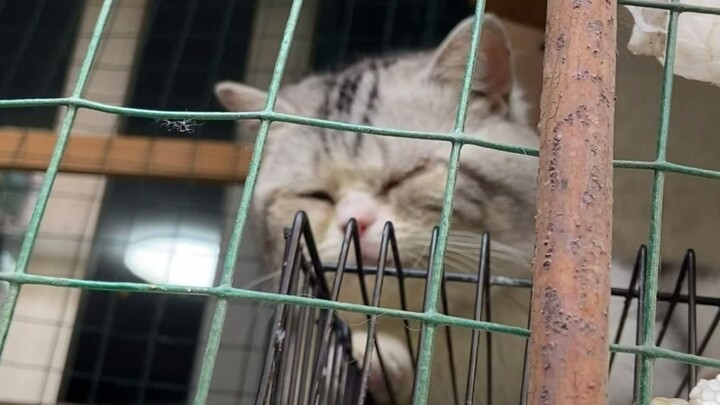 Bác ấy và tôi phát hiện một chú mèo vẫn được nuôi ngoài bệ cửa sổ ngay cả trong mùa đông… mà mắt thì