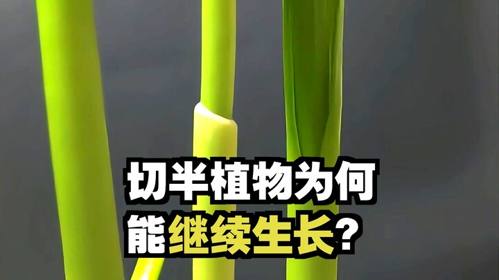 ทำไมกระเทียมที่ถูกหั่นครึ่งยังงอกได้? #สาระน่ารู้ #คลายเครียด #การงอก #เพิ่มความรู้