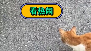 动物也愿意看热闹不嫌事大