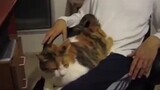 Cat Which Likes To Be Slapped On The Butt