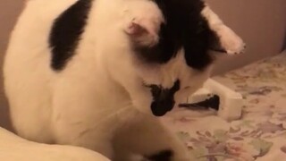 ما هو شعور أن يكون لديك قطة تفهم الصينية...