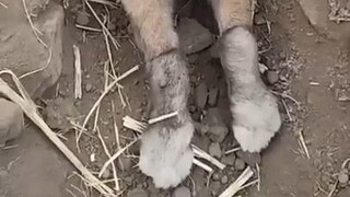 الأرنب عالق، لماذا لا نفعل ذلك؟