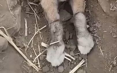 The rabbit is stuck, why don't we....