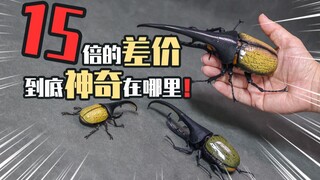 同样都是万代的扭蛋，15倍的差价下能做到什么程度！生物大图鉴 长戟大兜虫扭蛋