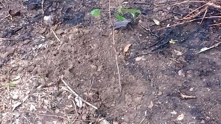 pag tatanim ng rambotan 👌👌👌